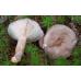 Мицелий Млечника блеклого / Млечник вялый ( Lactarius vietus)
